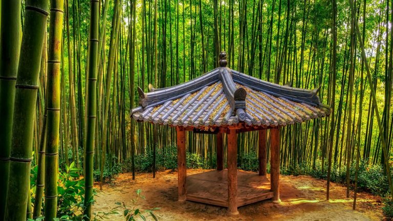 Bamboo Forest Damyang Korea Refuge Green Foliage Trees Wallpaper