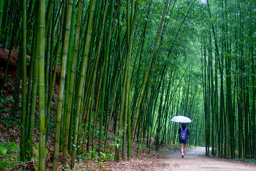 Damyang-Bamboo-Forest