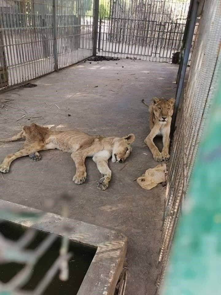 Karachi Zoo-1