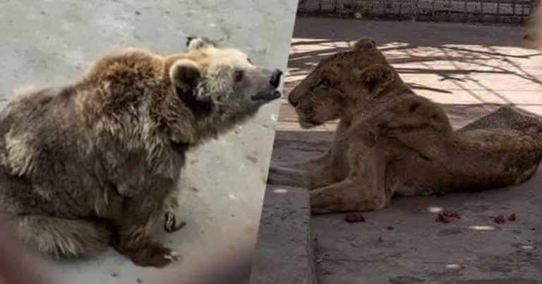 Cruelty at Karachi Zoo