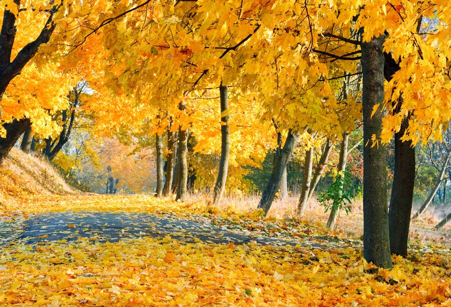 autumn-maple-trees-autumn-city-park_392053-1654