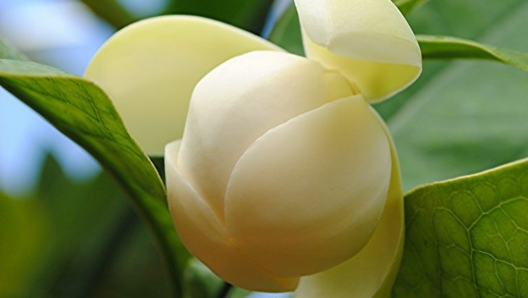 magnolia coco’s flowers