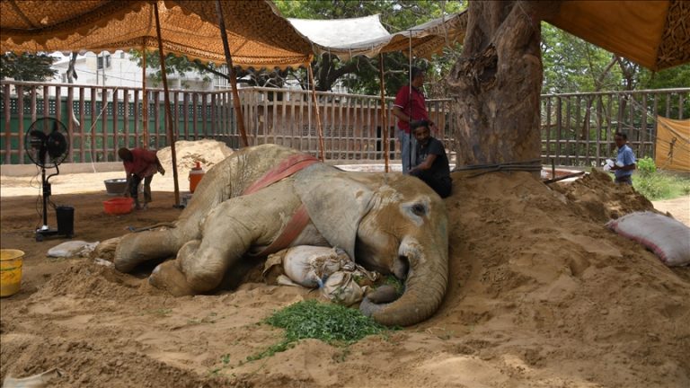 Pakistan’s long ailing elephant dies