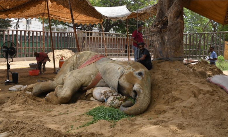 Photo of Pakistan’s long ailing elephant dies