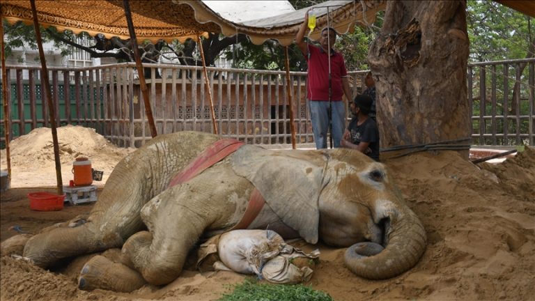 Ailing elephant sparks debate about future of Karachi Zoo