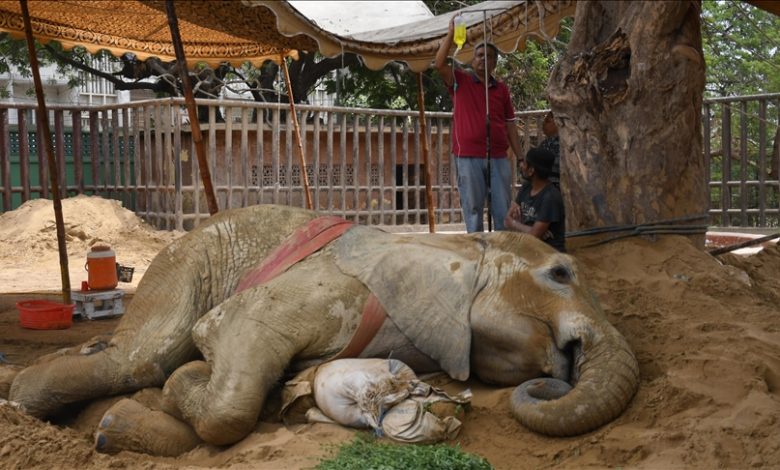 Photo of Ailing elephant sparks debate about future of Karachi Zoo