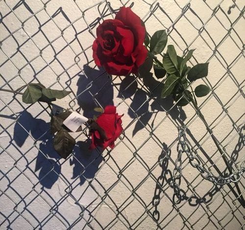 Photo of Roses Blooming on the Fence – A Bouquet of Poems from Korea