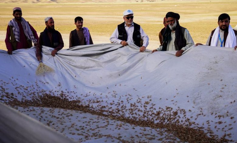 Photo of Locust outbreak in neighboring Afghanistan threatens wheat harvest