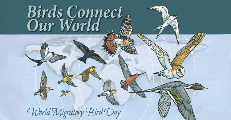 Photo of Migratory Birds – Poems to Mark the World Migratory Birds Day