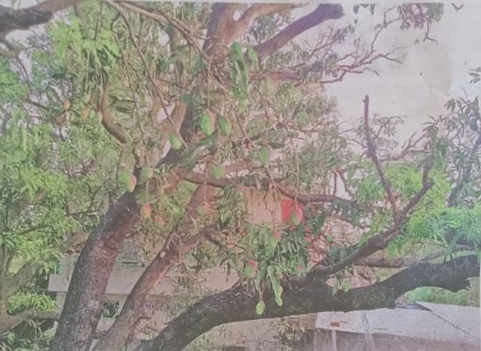 Bairagarh-Mango-Tree