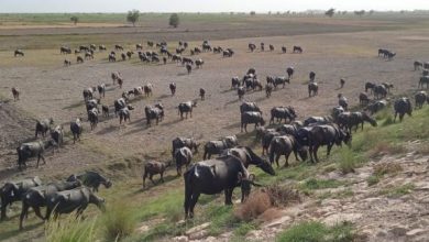 Photo of Sukkur Police recover 200 buffaloes from riverine area