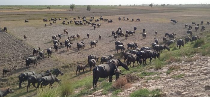 Sukkur Police recover 200 buffaloes from riverine area