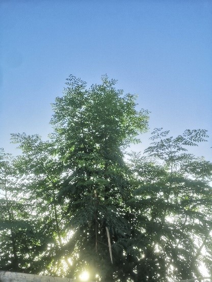Moringa=Tree