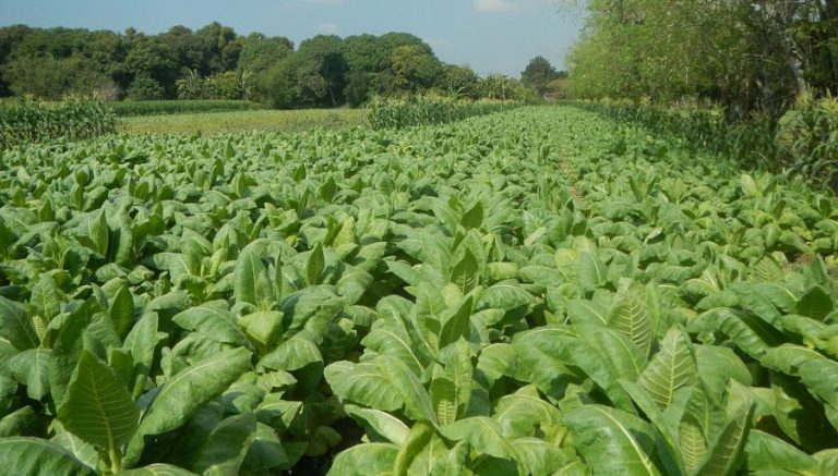 WHO asks Asian countries to quit tobacco farming