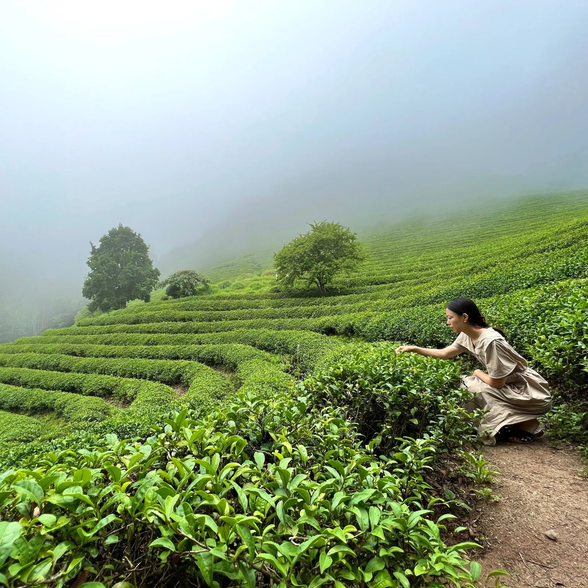 woojeon-bop-euusda-organic-2022-harvest-956032_2048x Tea Repertoire