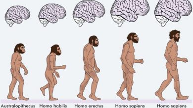 Photo of From Homo Habilis to Homo Sapiens