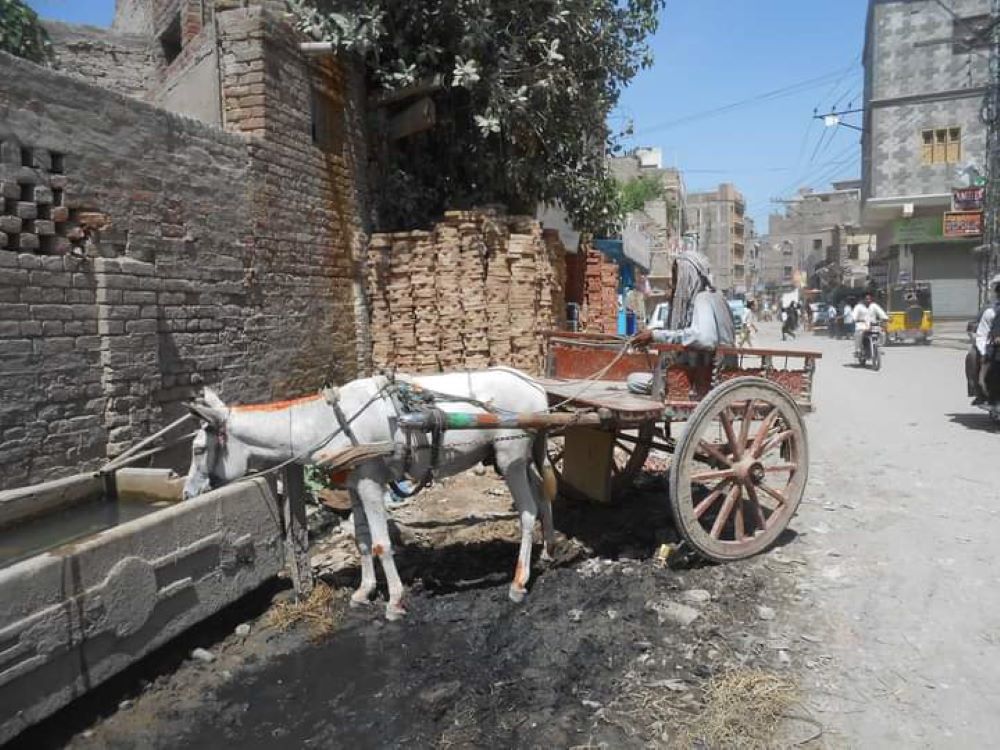 Donkey-drawn carriage Zulfi Rajpar