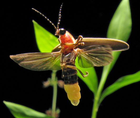 To the gentle firefly – A Poem from Korea