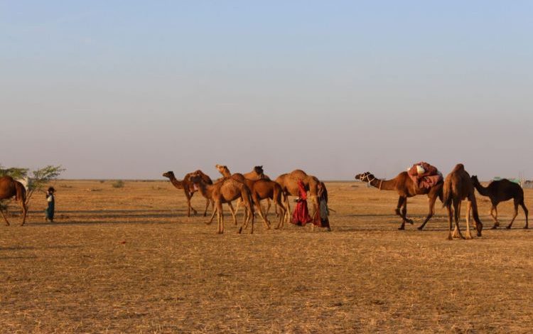 CAMEL-HEARDS-36-scaled-1-980x653