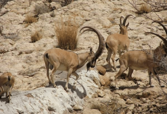 Group-of-Sind-Ibex-Capra-aegagrus-at-Khirthar-Protected-Area-Complex-source-CHAP
