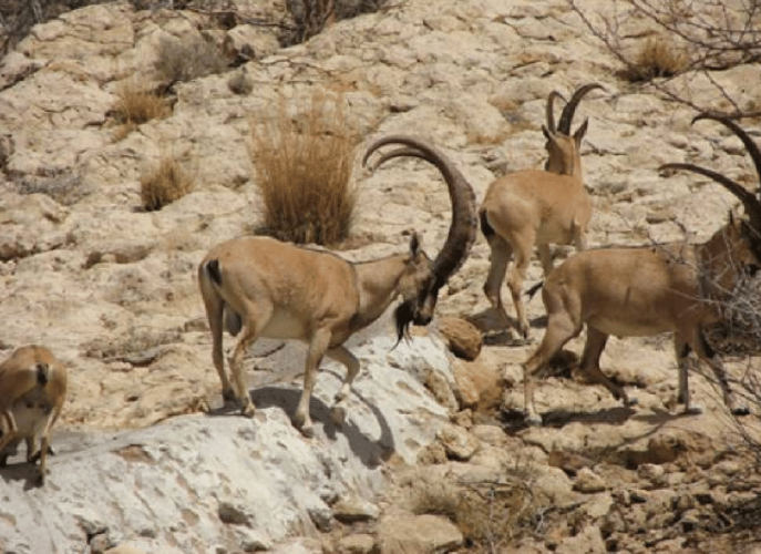 Group-of-Sind-Ibex-Capra-aegagrus-at-Khirthar-Protected-Area-Complex-source-CHAP