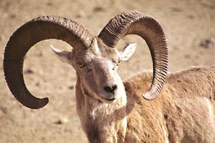 Urial-Ovis-vignei-at-KPAC-source-Sindh-Wildlife-Department