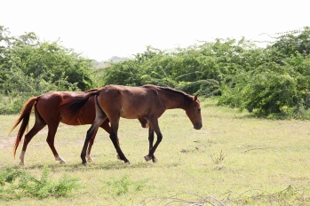 Sindhi Horses – Mustangs of India’s Wild West