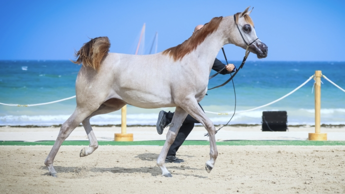 Arabian Horse Championship