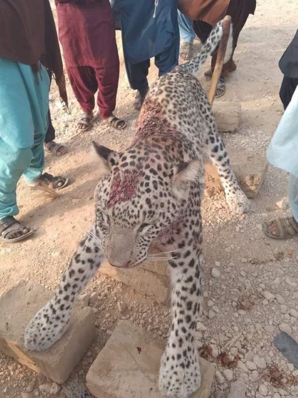 Dead leopard - Sindh Courier