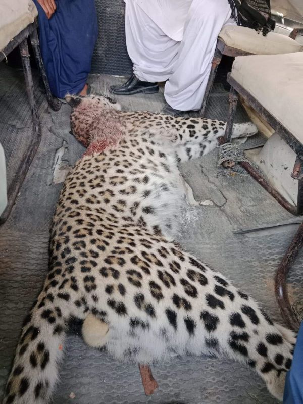 Dead leopard was brought to the court in Wildlife Department's vehicle - Photo Sindh Courier