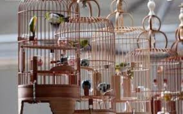 Birdcage -Hanoi Times