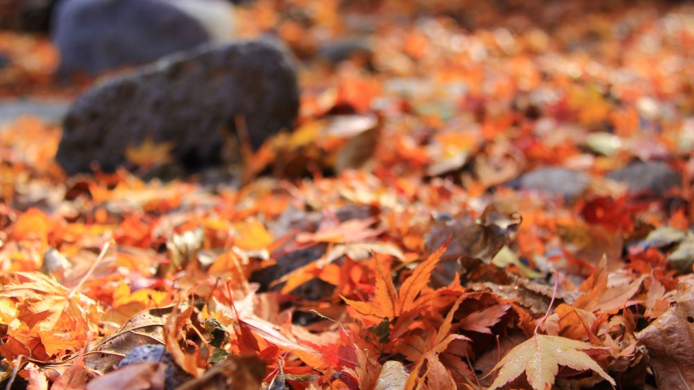 Jeju-Island Hallasan Mountain- fallen leaves