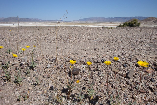 desert-1911818_640