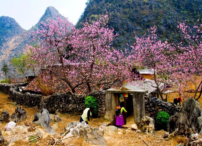 dong-van-stone-plateau-ha-giang-north-vietnam-spring