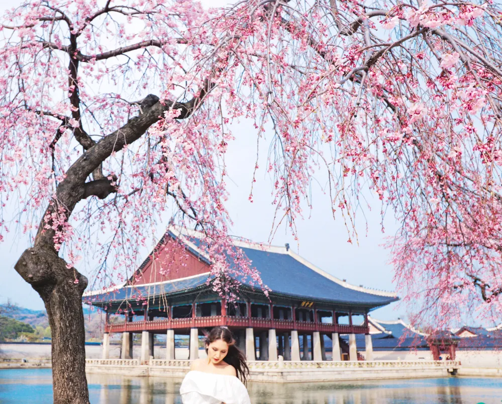 seoul-spring-korea-cherry-blossom-lauren