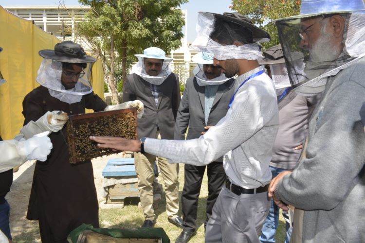 Training Program on Beekeeping held at Sindh Agriculture University