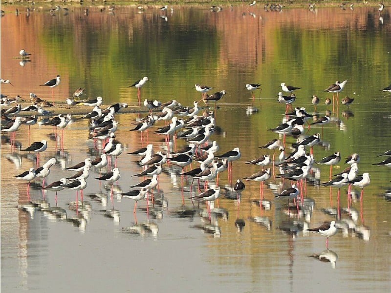 Birds-Lakes