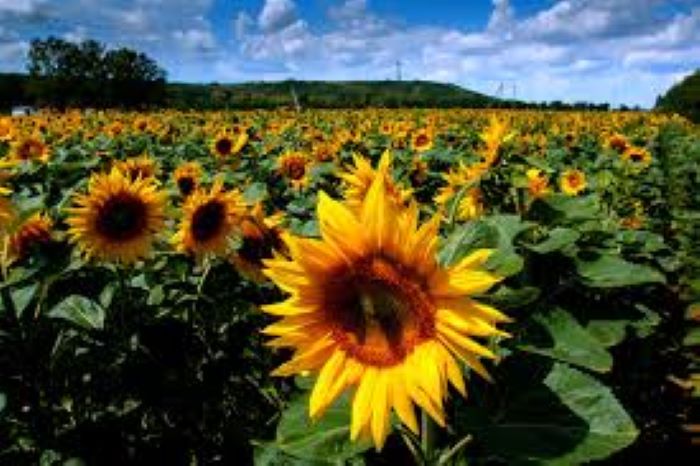 Sunflowerrs