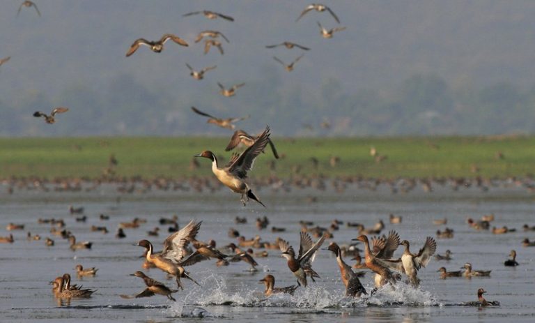 Water bodies- migratory birds