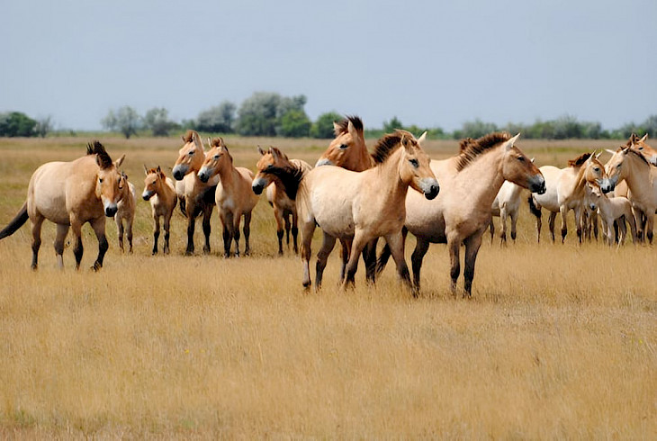 Kazakhstan plans to return the Przewalski’s horse to the wild