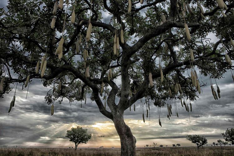 democratic-republic-of-congo-low-angle-view-of-acacia-trees-standing-against-cloudy-sky-at-dusk-DSGF02068