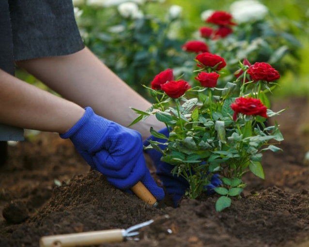 pr-tn-planting-roses-red