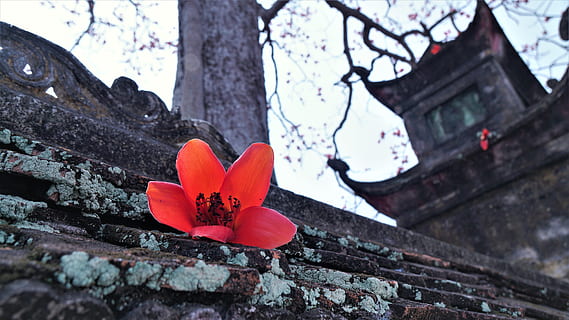 red-flower-tree-flora-vietnam-bombax-thumbnail