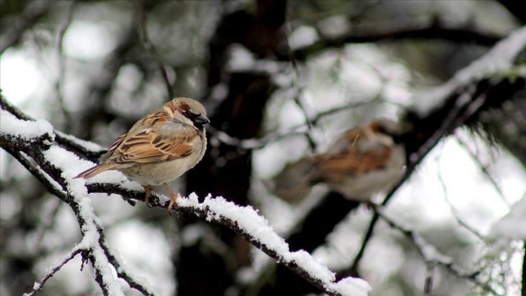 Sindh launches sparrow count as bird’s population dwindles