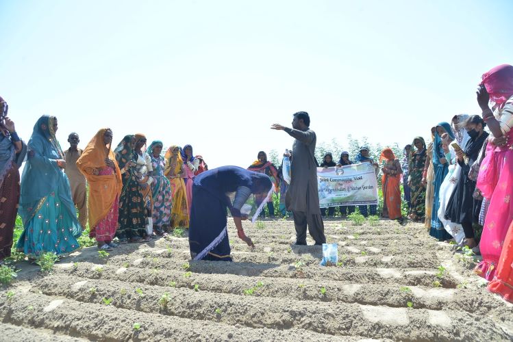 Kitchen gardening training for rural women held in Umerkot