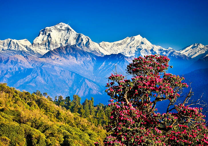 Being a Naturalist – A Poem from Nepal