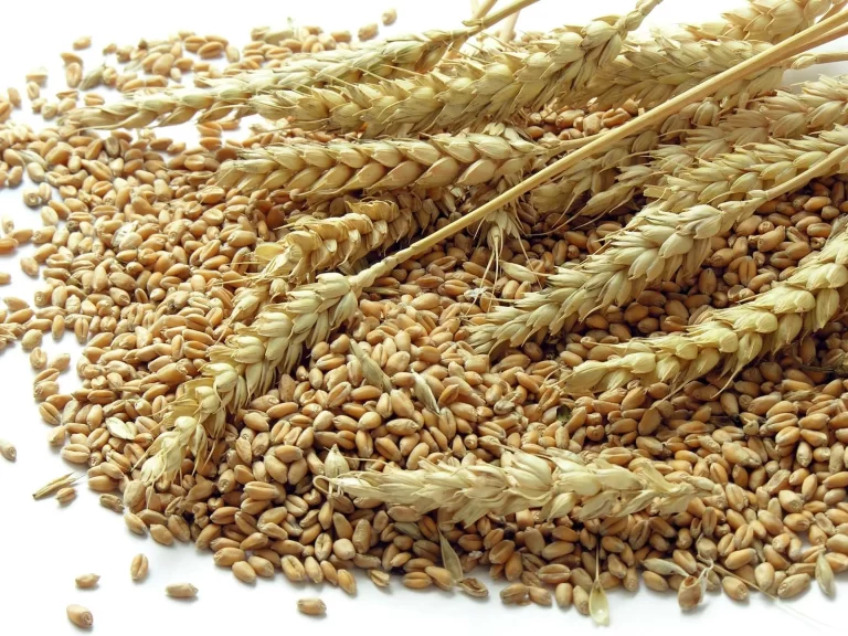 Heads-wheat-grains
