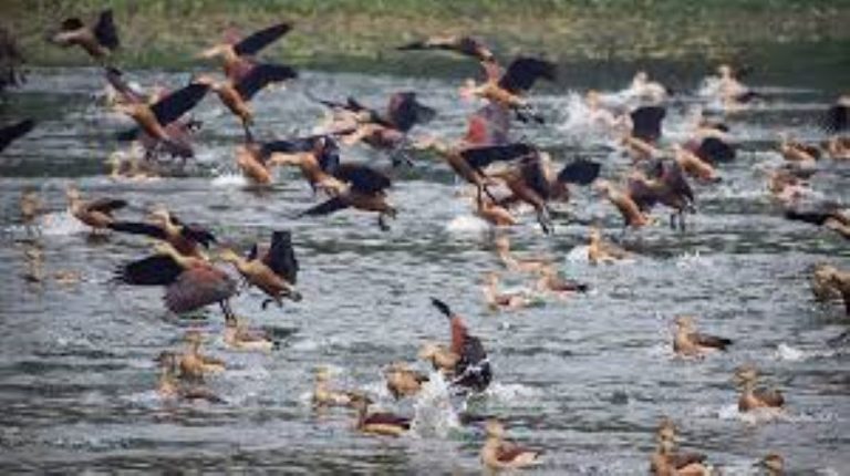 Migratory birds – Poetry from Bangladesh