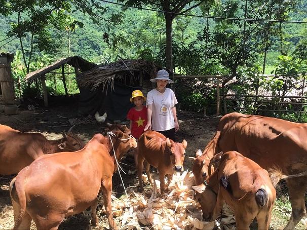 vietnam_-_cow_farm_for_ms_tu