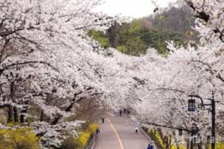 Spring-Korea